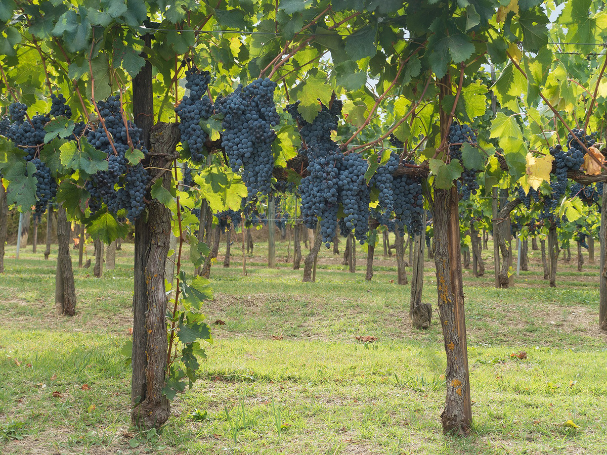 Giorno 2 - Degustazione vino e prodotti locali del Chianti 